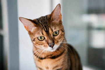 Naklejka na ściany i meble Bengal cat, in a bright modern apartment in daylight.