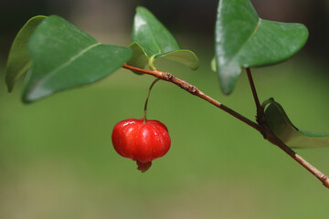 Surinam cherry or pitanga (Eugenia uniflora) is often used in gardens as a hedge or screen.