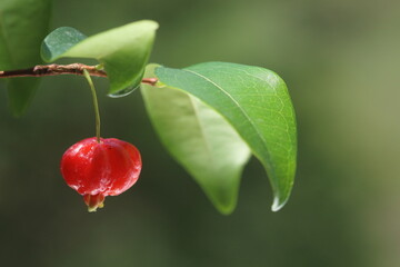 Surinam cherry or pitanga (Eugenia uniflora) is often used in gardens as a hedge or screen.	
