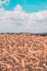 Kornfeld in der Eifel