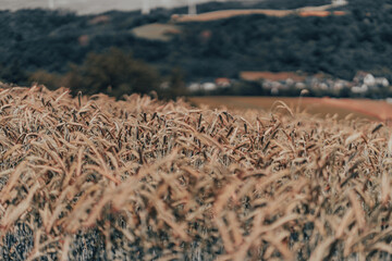 Kornfeld in der Eifel