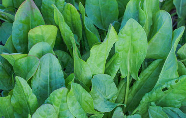 Sorrel in the garden