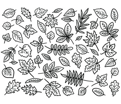 Cute leaves collection with doodle outline illustrations