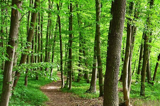 Nature - green background. Beautiful spring deciduous forest with trees and leaves. Relaxation and rest for the soul. Concept for ecology and nature.