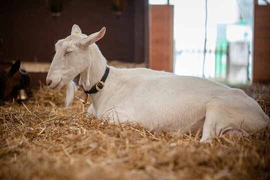 White goat at BEA Expo in Bern, Switzerland