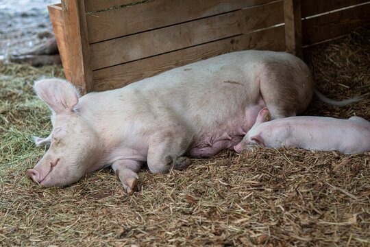 Closeup Shot Of Pig With Piglet Sleeping On Hay