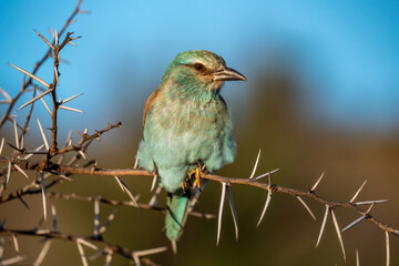 robin bird on a branch