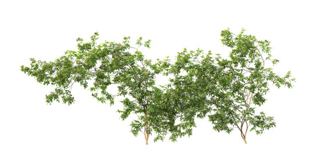 Plants and flowers with white background