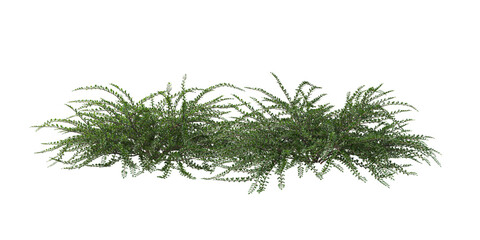 Plants and flowers with white background