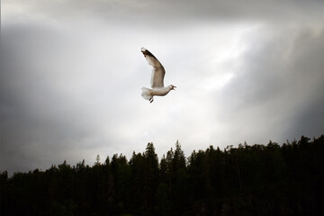 Big white gull hovers in it against the background of storm clouds. Seagull spread its wings wide...
