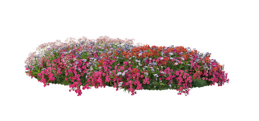 Plants and flowers with white background