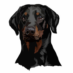 Doberman dog portrait. Vector illustration