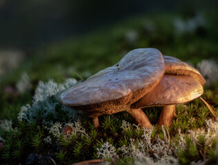 Shot of a glowing mushrooms. Edible mushrooms. Close up of poisonous mushroom