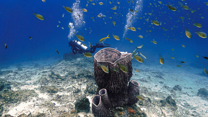 Beautiful and colorful coral reef with scuba diver in the background © Johan
