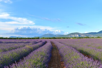 Fototapeta na wymiar Lavender field in Valensole, Provence, France
