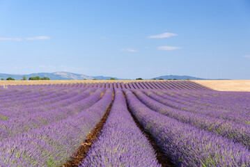 Naklejka na ściany i meble Lavender field in Provence, Valensole, France