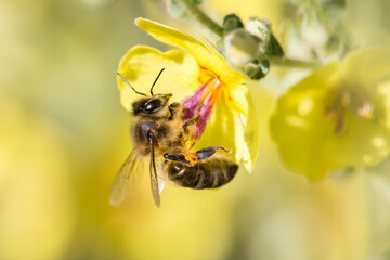 Abeja Apis Mellifera polinizando Verbascum y bonito bokeh