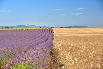 Lavender and wheat field in Valensole, Provence, France