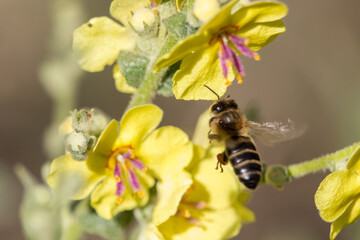 Abeja Apis Mellifera polinizando Verbascum y bonito bokeh