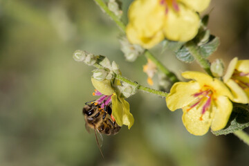 Abeja Apis Mellifera polinizando Verbascum y bonito bokeh