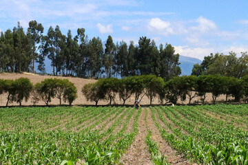 Obraz premium sembrio de maíz de cuatro meses de edad con arboles de fondo en epoca seca