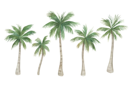 Watercolor palm trees set on white background. Hand drawn isolated  illustration