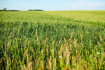 Large, beautiful, green field of wheat in summer on a sunny day. Defocused