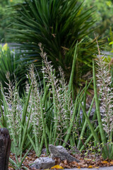 Fototapeta premium succulents in flower