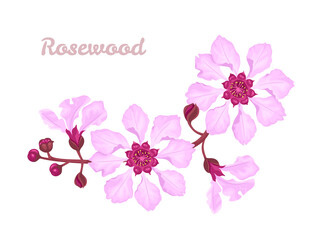 Fototapeta na wymiar Rosewood tree branch isolated on white. Pink flowers and buds. Floral vector cartoon illustration.