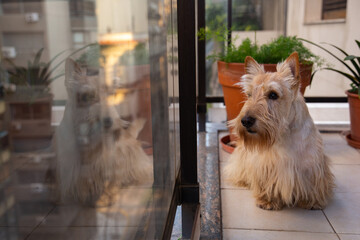 Scottish Terrier dog sits on the balcony of a high-rise city house