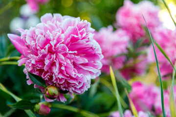 Large white-pink peonies blooming in the garden.