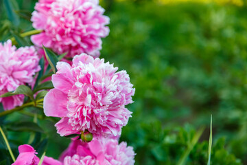 Delicate white-pink peonies blooming in the garden on a bush. copy spease