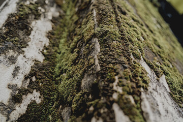 Big old concrete wall with green moss and lichen