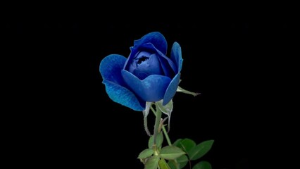 Amazing bright blue rose flower opening on black background.