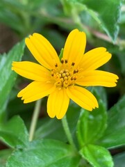 yellow flower