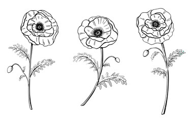 Black papaver flower sketch set in beautiful style on red background. Watercolor art vector. Green color. Botanical print.