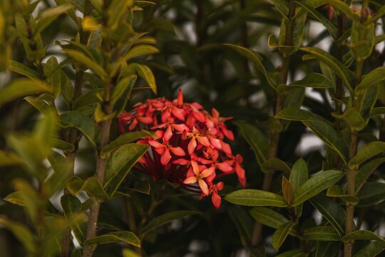 A beautiful Ixora flower with some green leaves in a garden