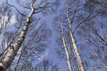 八千穂高原自然園　白樺林
Birch Tree Woods and Blue Sky