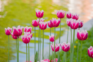 Colorful spring meadow with pink and white fringed tulip siesta flowers against water surface - close up. Nature, floral, blooming and gardening concept