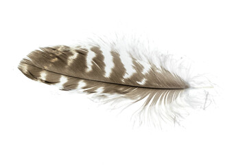 a hawk feather on a white isolated background
