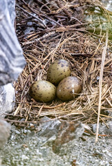 Naklejka na ściany i meble Seagull eggs in a nest on a rocky shore. Laridae.