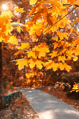 Naklejka na ściany i meble Red-orange foliage of maple tree in autumn park, blurred abstract natural background. fall season. Branches with bright maple leaves close up. beautiful autumn landscape