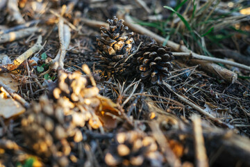 Close up of small pinecones on the soil of a a forest