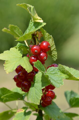 red currant bush
