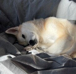 Siberian husky dog lies on the couch and looks at the camera