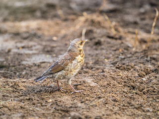 A fieldfare chick, Turdus pilaris, has left the nest and sitting on the spring lawn. A fieldfare...