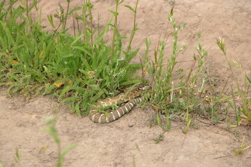 Rattlesnake on the grass, Las Trampas Regional Wilderness, California