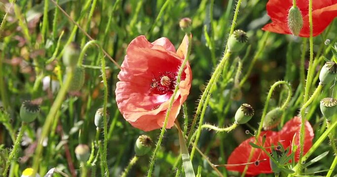 A bee pollinating a poopy in a summer meadow on a sunny day