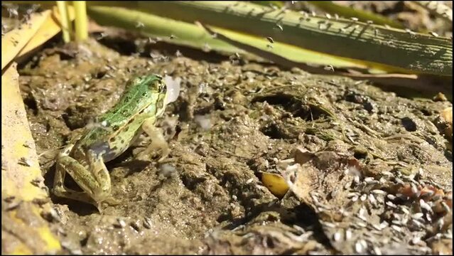 the frog hunts for insects that fly near it. slow motion