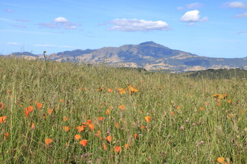 Poppy blooms in the hills near Mt Diablo, California